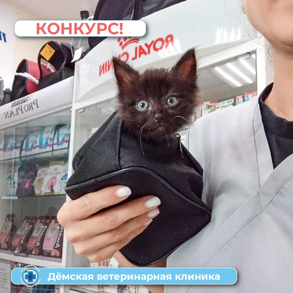 🐱 КОНКУРС: Самая смешная подпись к фото!