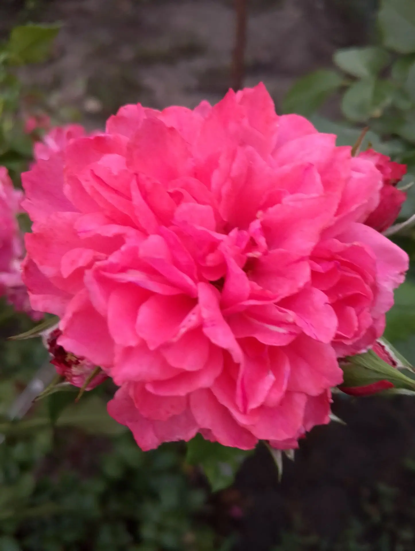 Жаль, что фотографии не передают запах этих прекрасных розочек💝