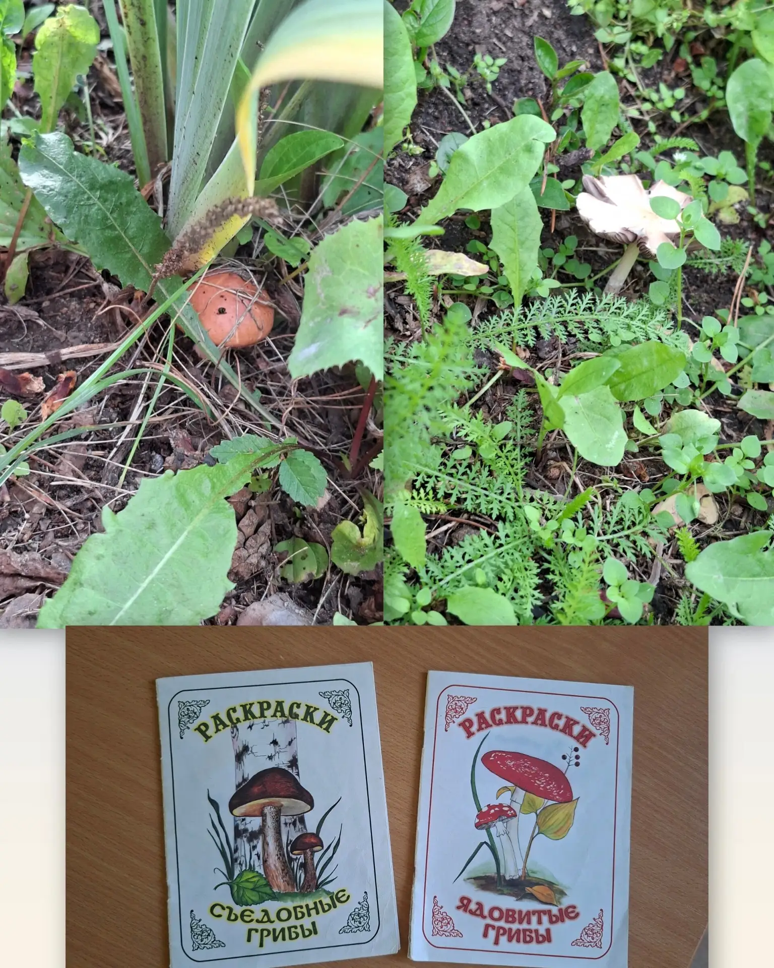 Группа Теремок. Тема занятия - 🍄‍🟫.