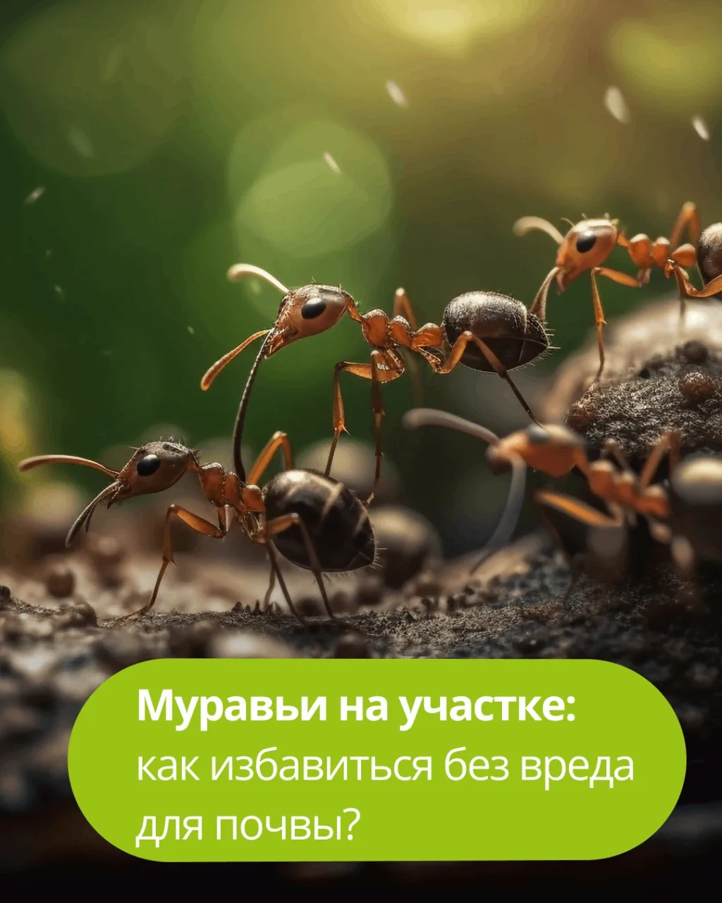🐜 Муравьи на участке: как избавиться без вреда для почвы?