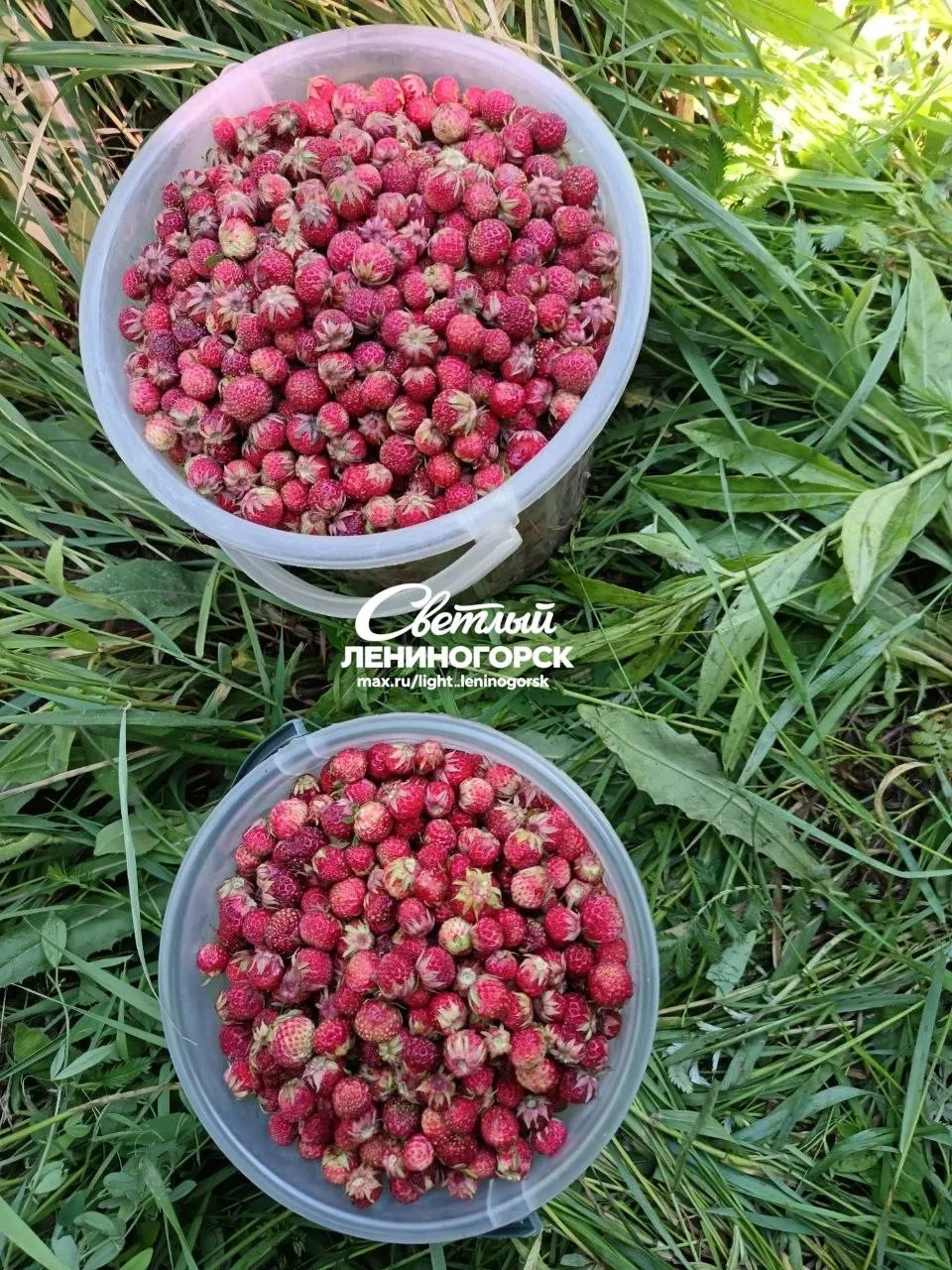🍓 В Лениногорске собрали урожай ягод

Подписчики поделились фотографиями свежего урожая — сезон яго