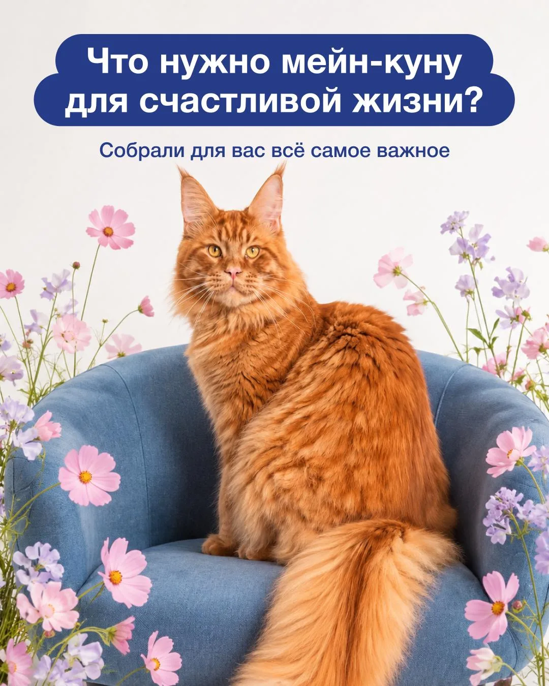 🐈 Мейн-кун дома. Масштаб имеет значение.