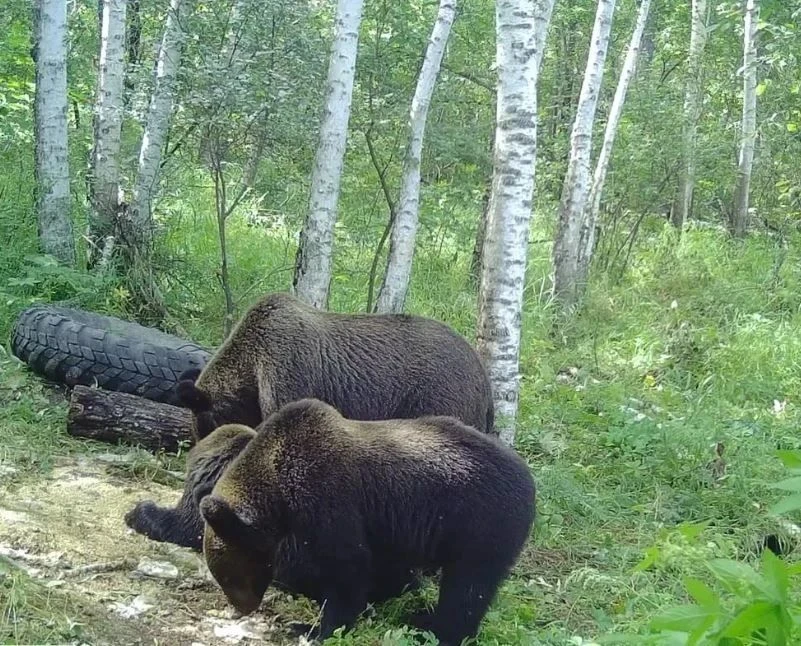 📷 Косолапое семейство «поймала» в кадр фотоловушка в Шимановском округе