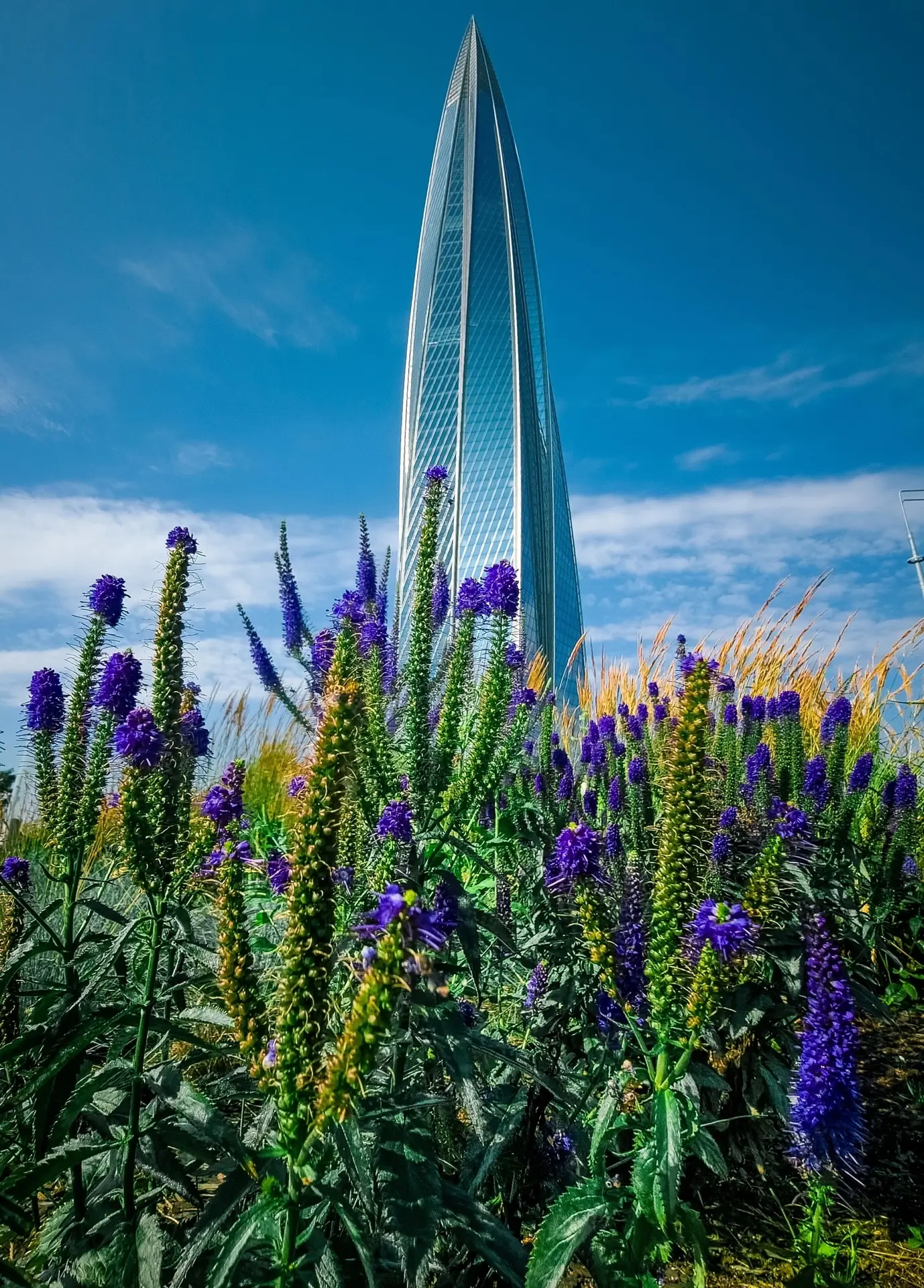 Царица полей 🌽 

📷 Ира Петербург

🔵 Наш Приморский район