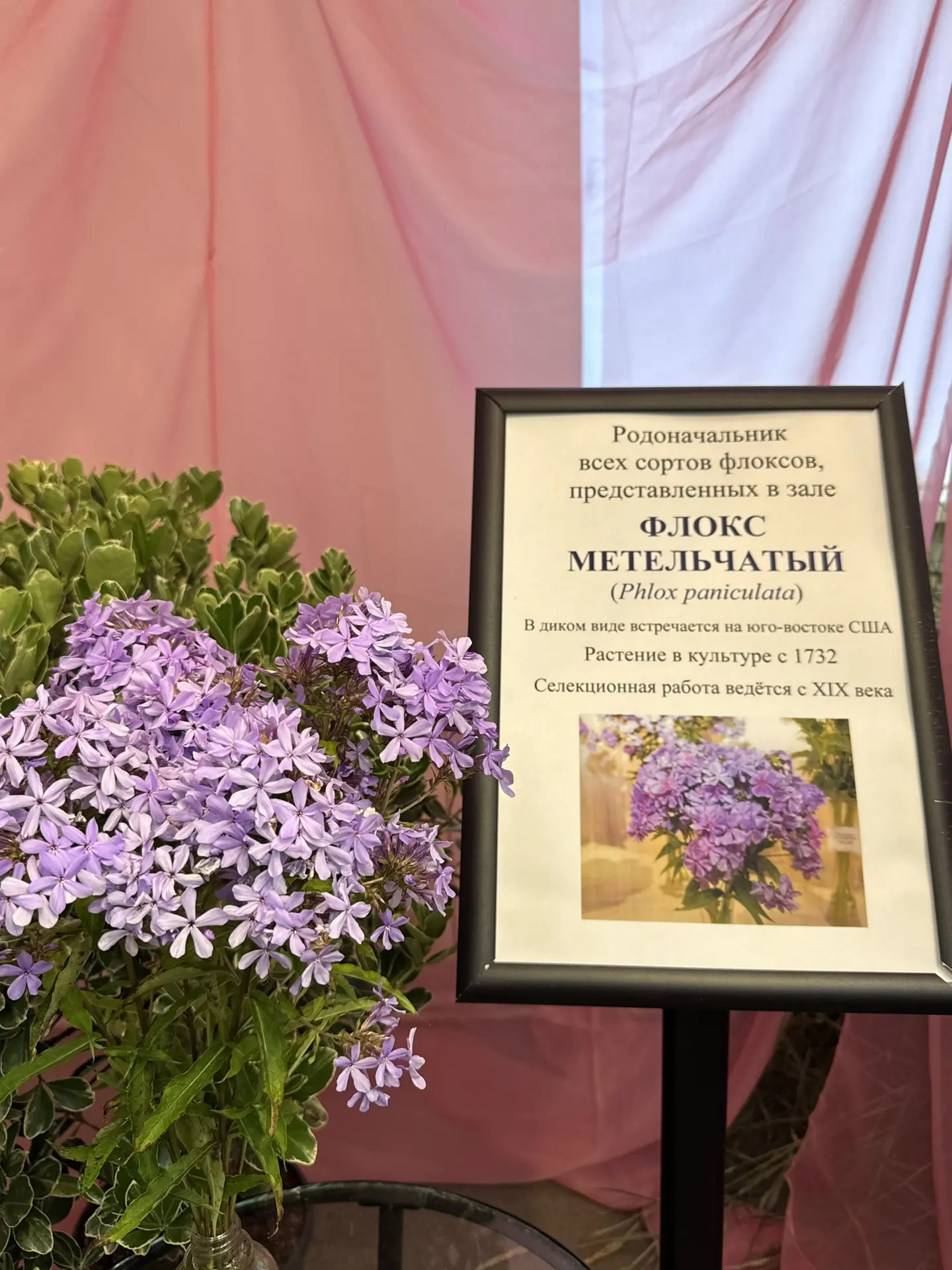 Сегодня речь пойдёт о флоксах.

Флокс метельчатый (Phlox paniculata) — многолетнее травянистое расте