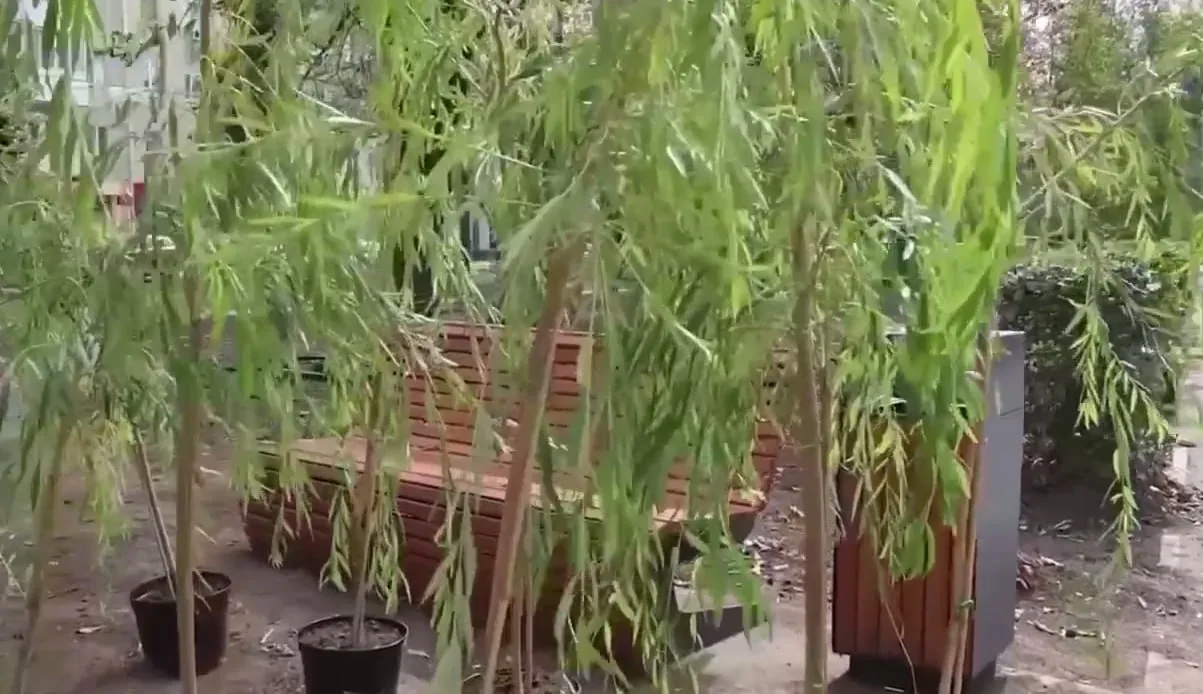 🌳На бульваре улицы Астраханской высадили липы и акации