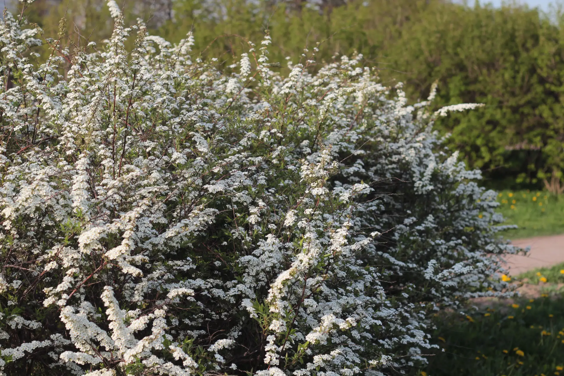 Спирея радует своим пышным цветением 🌿