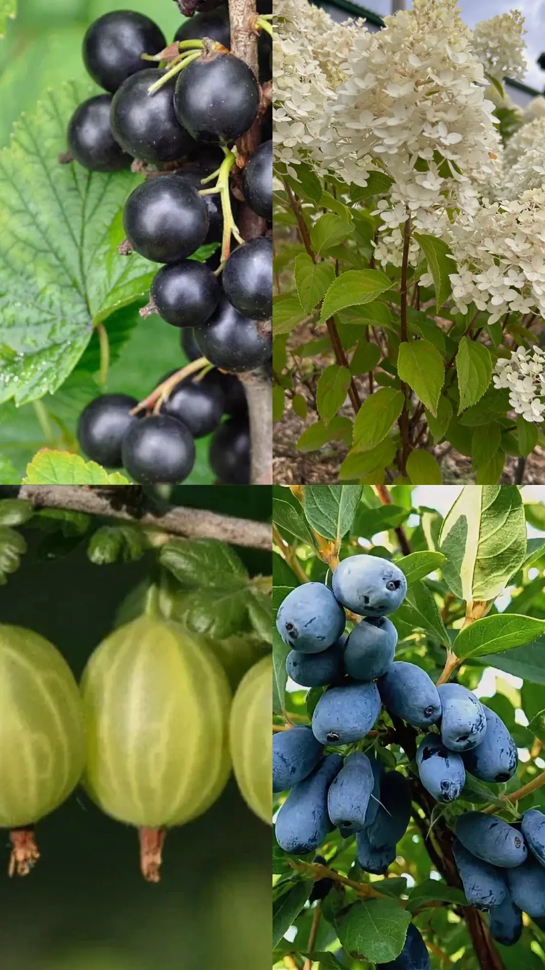 Осень считается одним из лучших сезонов для посадки многолетних кустарников, деревьев: