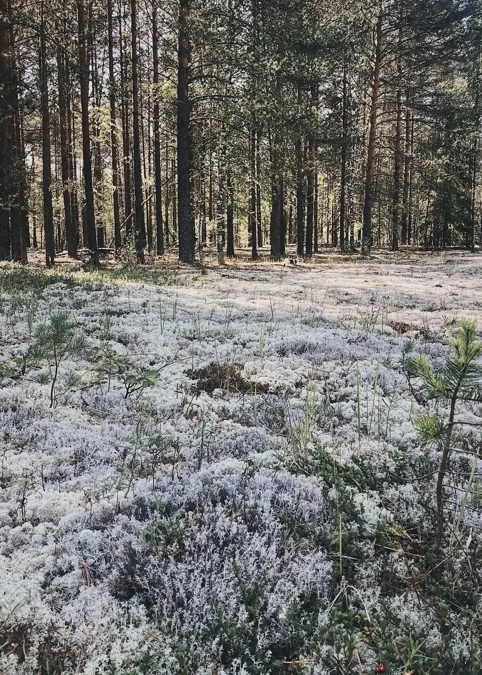 Красновишерский лес