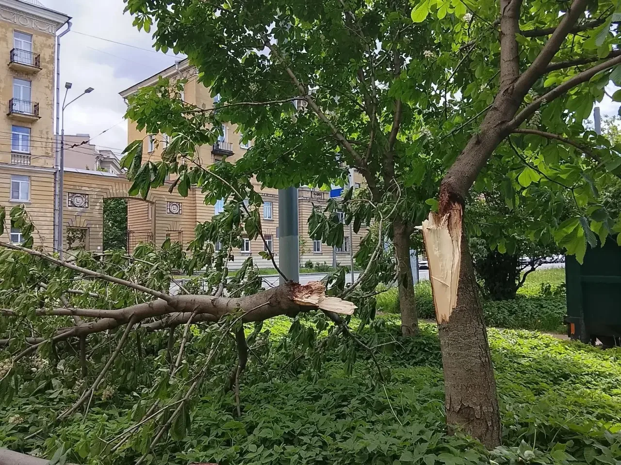 Наши специалисты СПП «Невское» недавно провели работы по удалению ветровального дерева ...