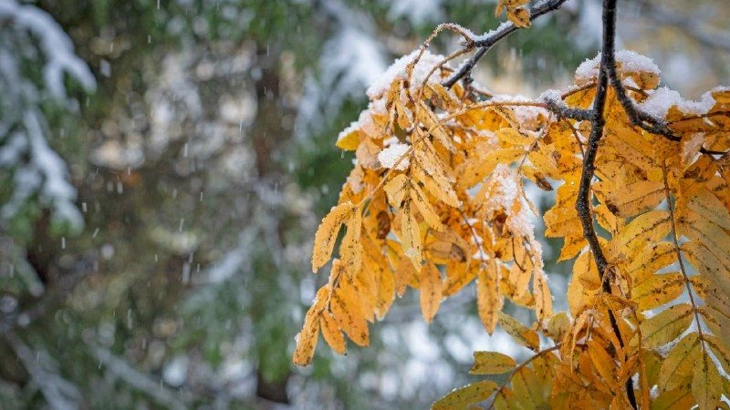 Сегодня во всех пабликах - первый снег на осенних листьях❄❄🍂