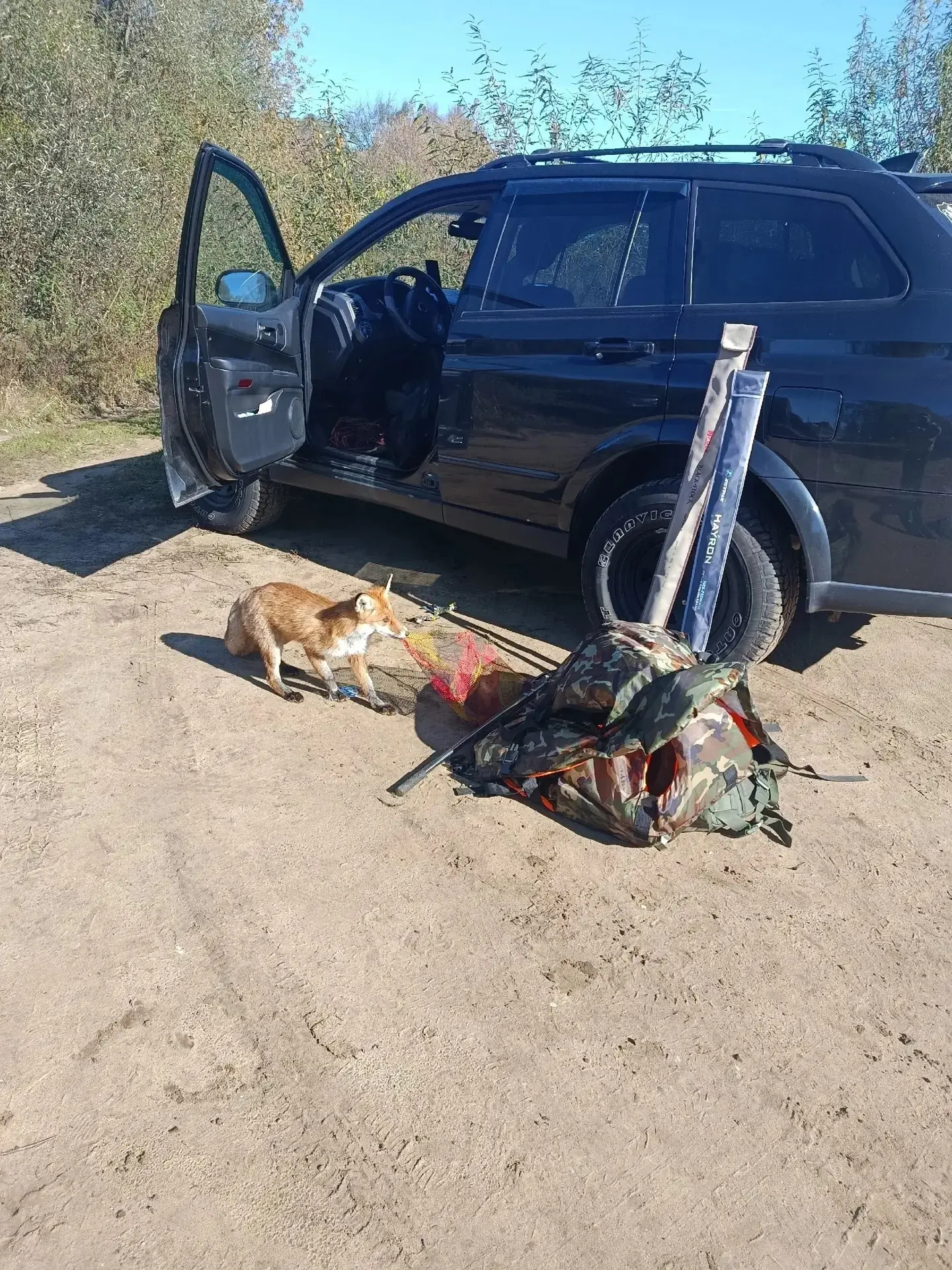 🦊  В Пенкино наглая лиса попыталась обокрасть рыбаков