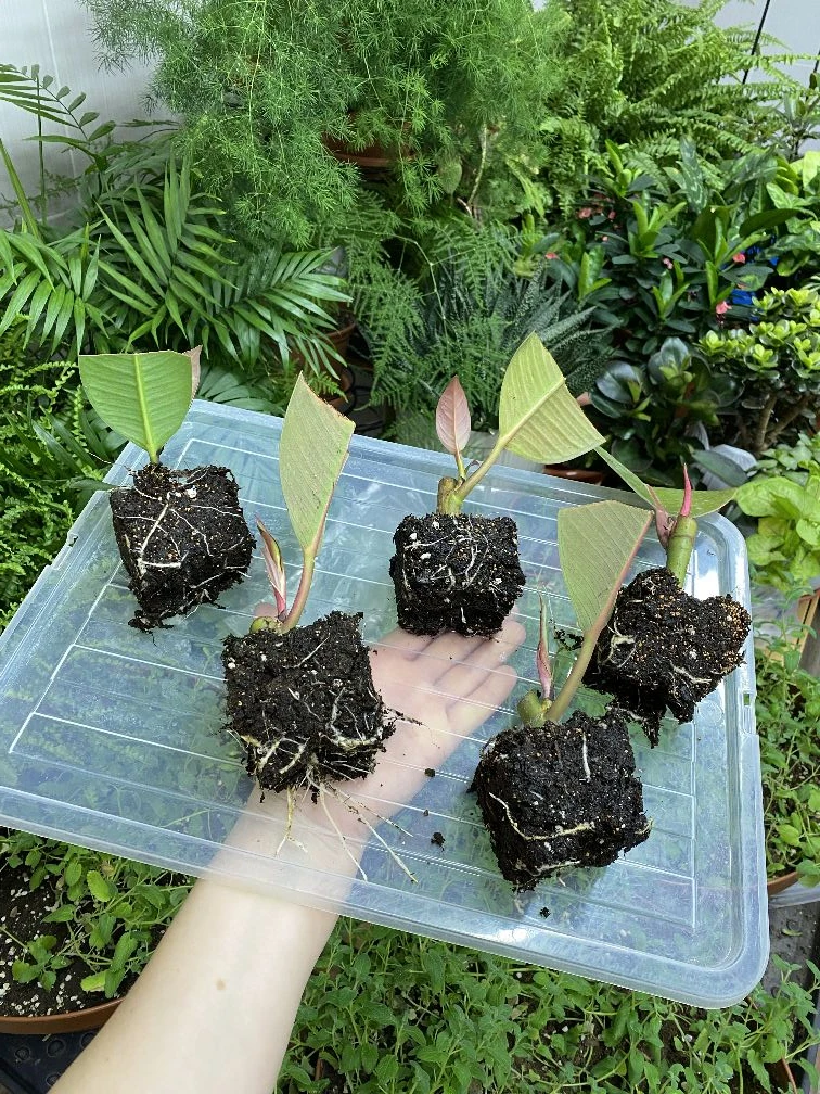 Укореняем фикусы  🌱 Субстрат верховой торф + разрыхлитель (агроперлит или диатомит) 🌱 В тёмное время