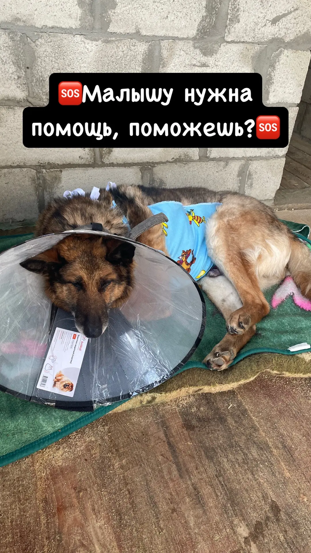 🆘У нас бесконечная череда проблем….😵‍💫