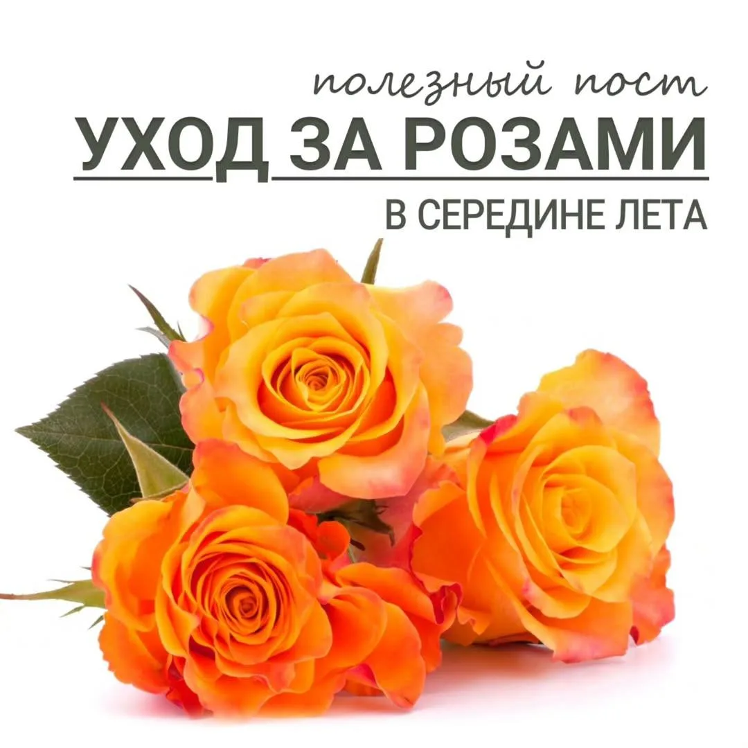 Уход за розами в середине лета🌹