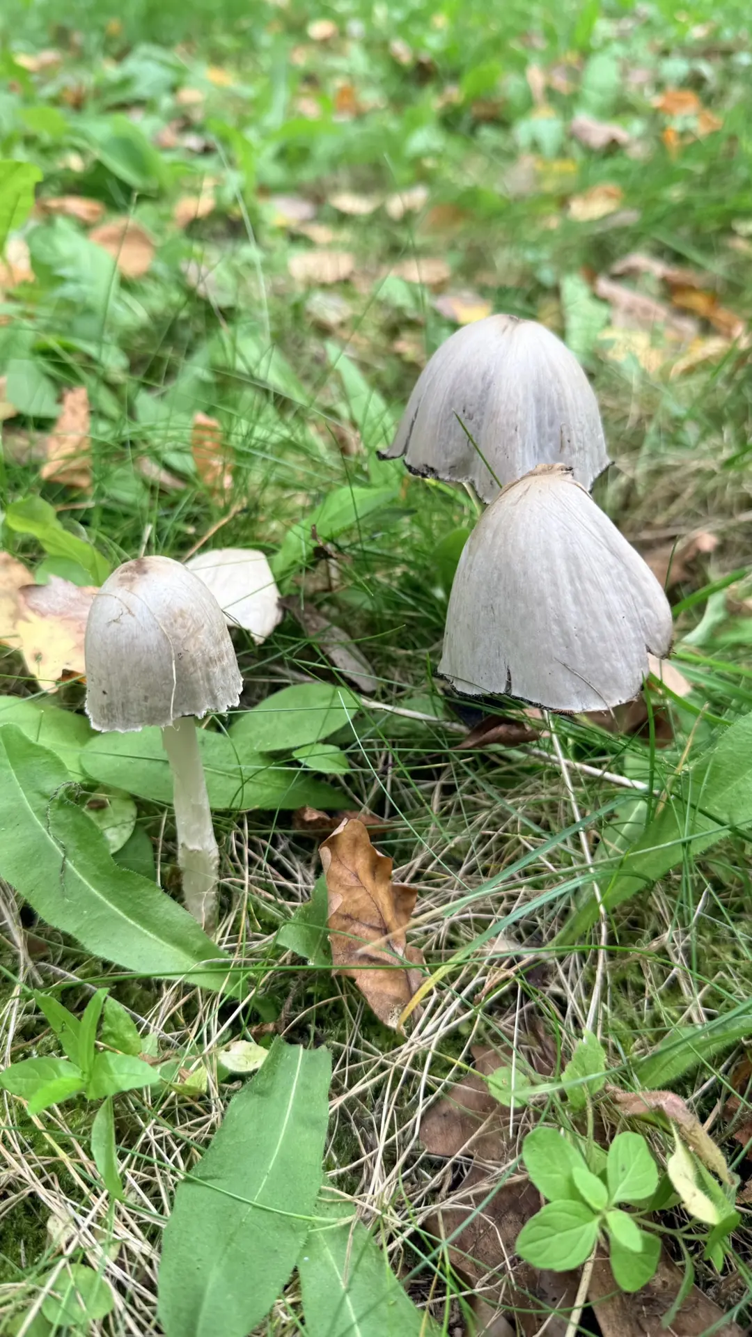 Живности и природы Вам в ленту🌱