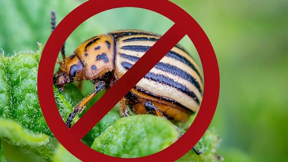 🐞 КОЛОРАДСКИЙ ЖУК: стратегия победы без ядов!