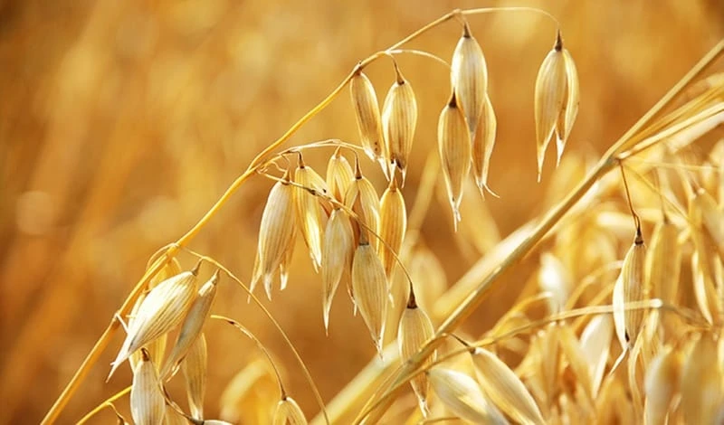 🌾ВСЯ ПРАВДА О ТОЛОКНЕ