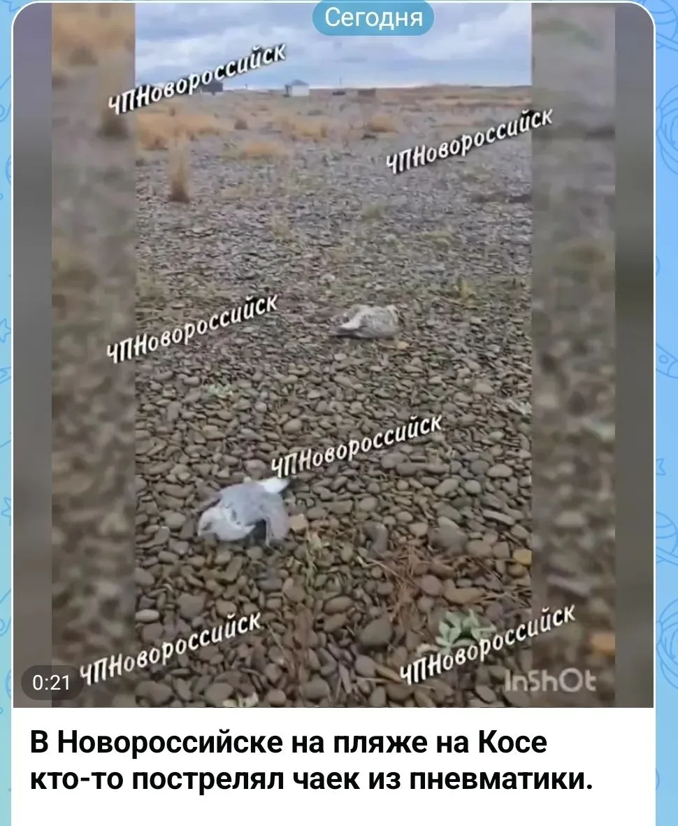 В Новороссийске выясняют причину гибели птиц на косе