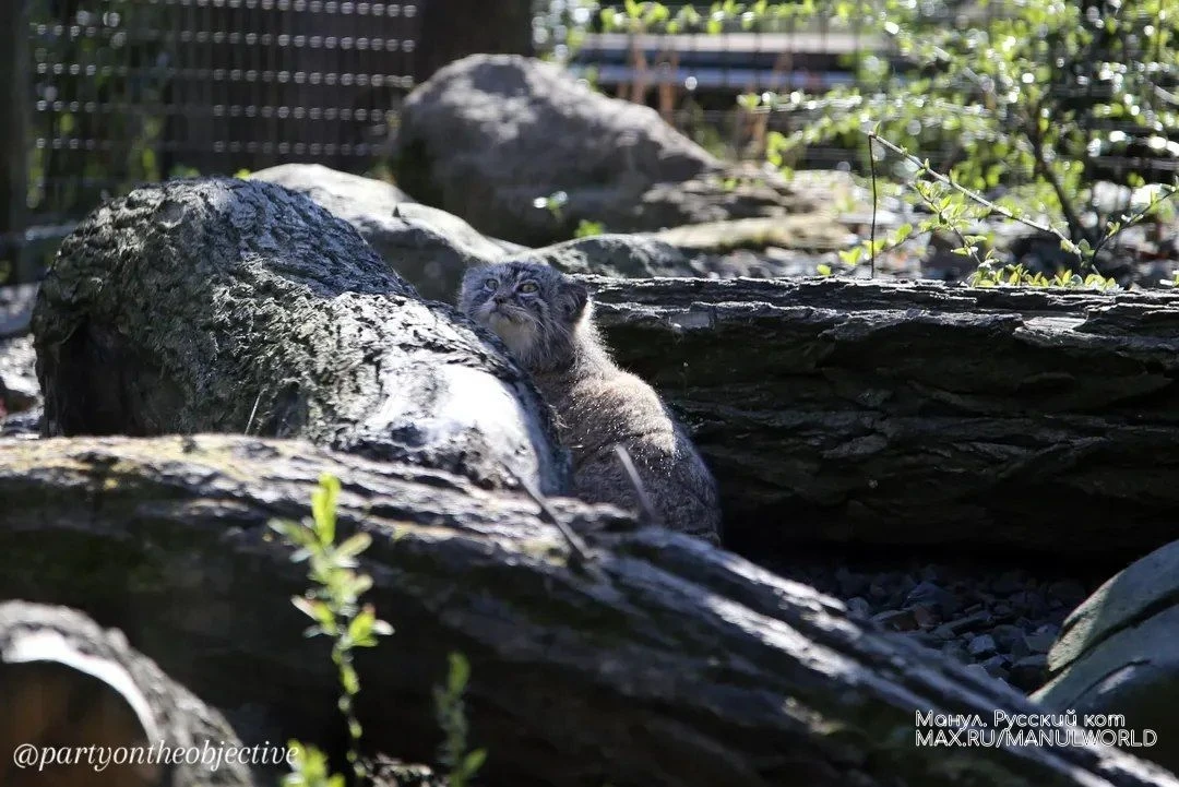 Мойра так красива! 😍💖

Она живет в зоопарке Остравы.

Манул.Русский кот©️