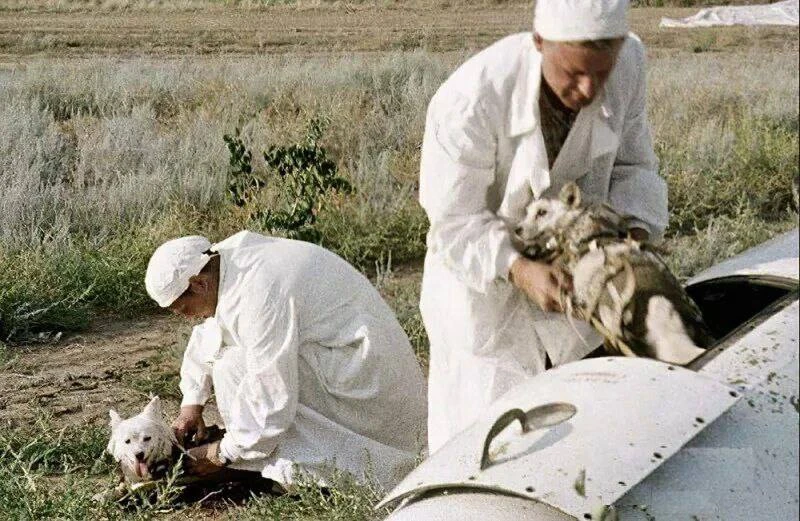 🗓 19 августа 1960 года советская ракета вывела на орбиту корабль "Восток", на борту ко...