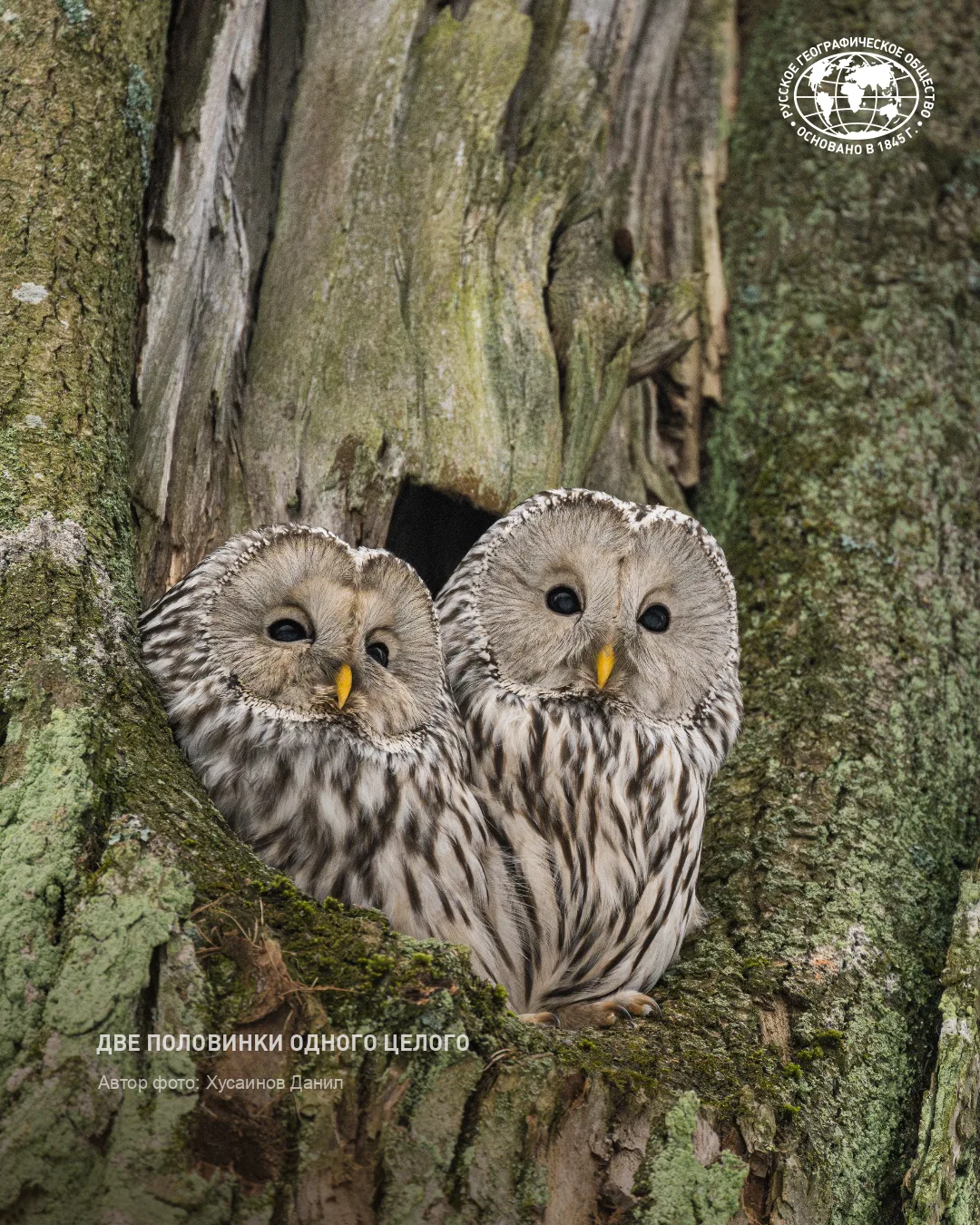 🦉♥Самка длиннохвостой неясыти выбирает себе партнёра на основе его способности издават...