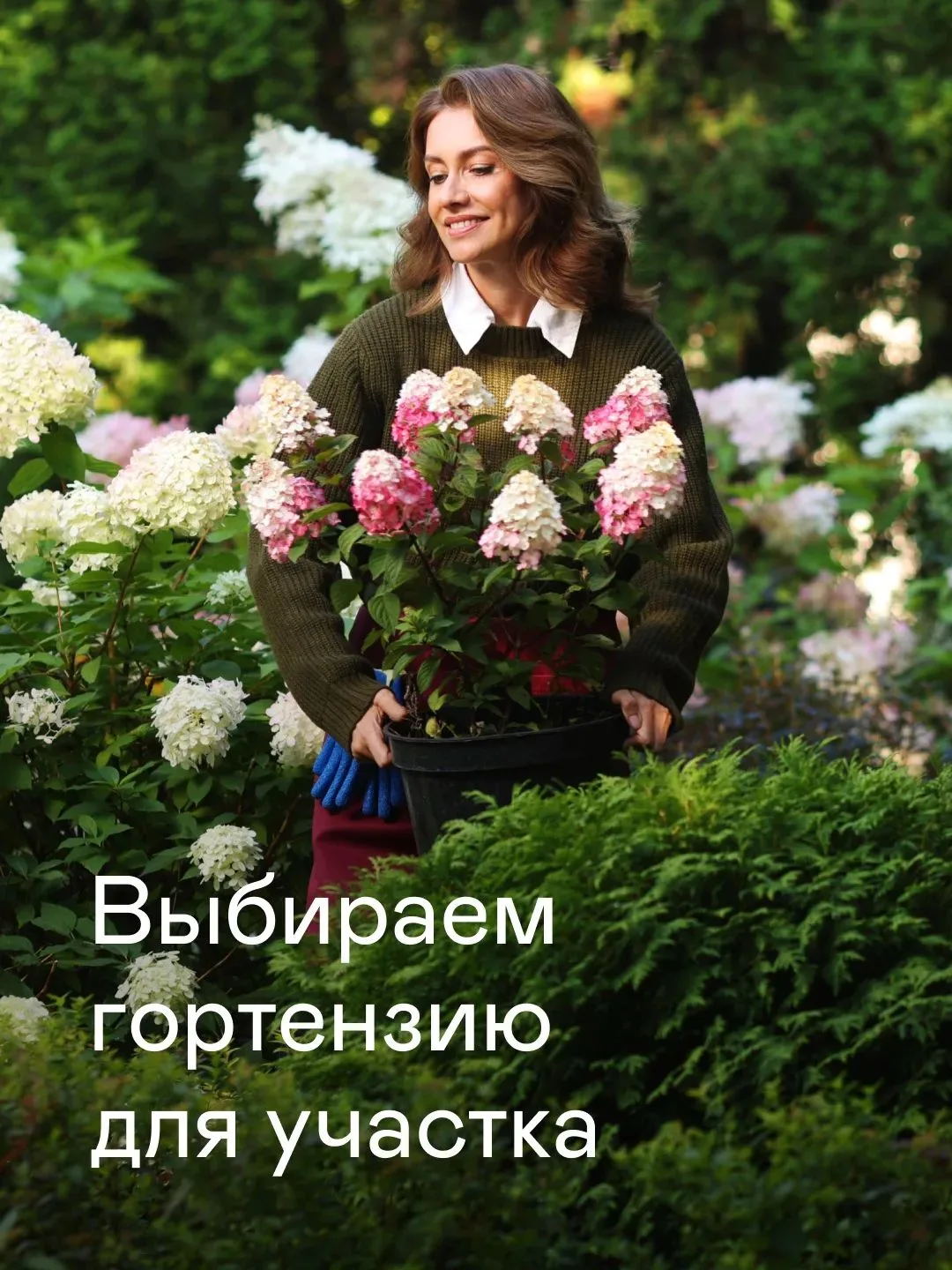 Друзья, сегодня для тех кто совсем не разбирается , а очень хочется 😅- "путеводитель" по гортензии.