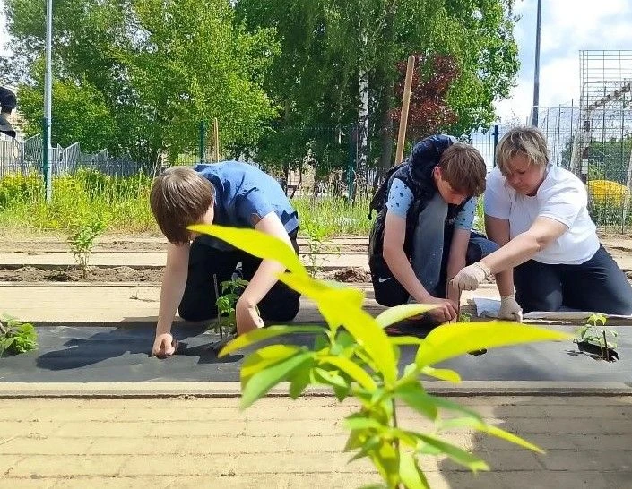 Ягодное пополнение: Агроотряд 57-й школы посадил жимолость и голубику
Сегодня воспитанники агроотряд