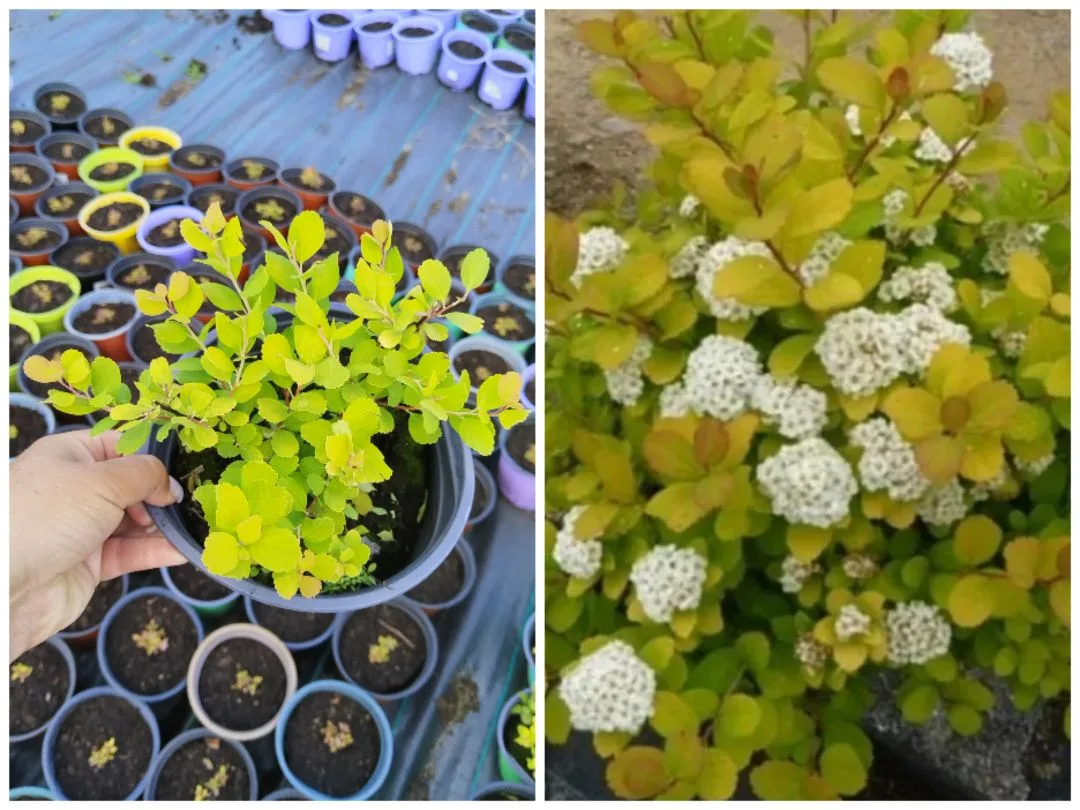 Спирея березолистная «Тор Голд» (Spiraea betulifolia «Tor Gold») — декоративный кустарник с яркой ли
