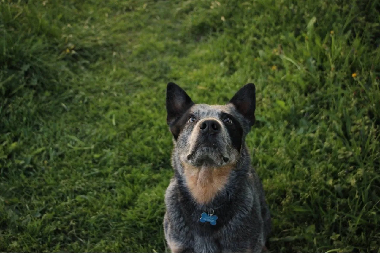 🐕 Что сделать сейчас, чтобы собаку было проще найти, если она потеряется