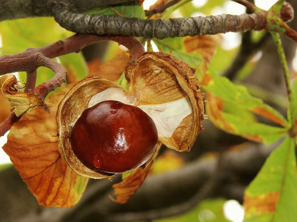 КАШТАН
🌰 Каштан - это целебное растение, обладающее широким спектром применения.

🌰 Каштан лечит в