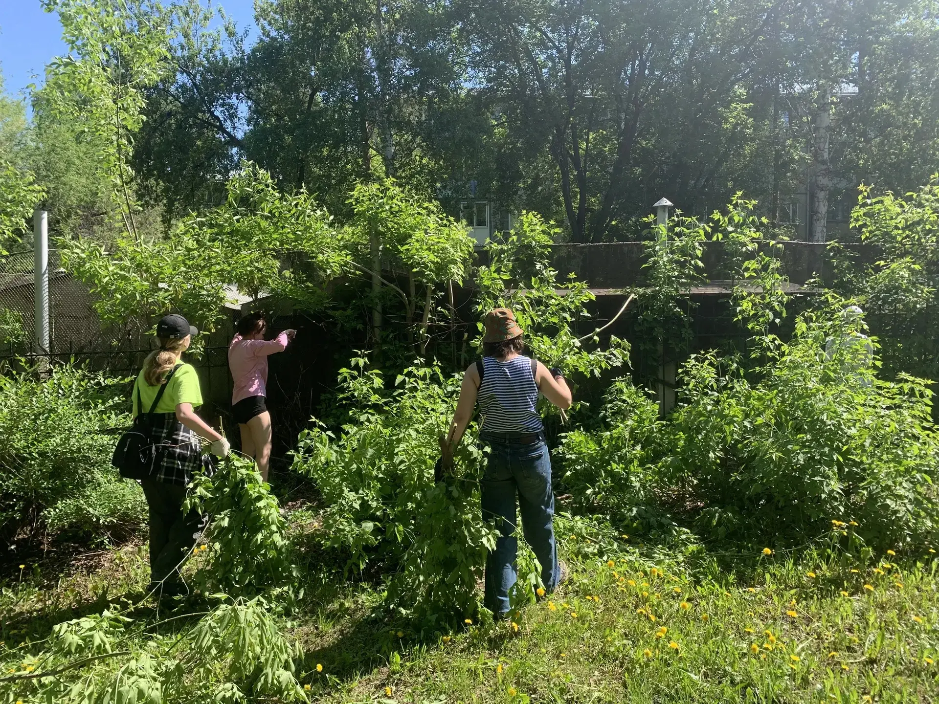 🌿 Трудовое лето — время добрых дел!