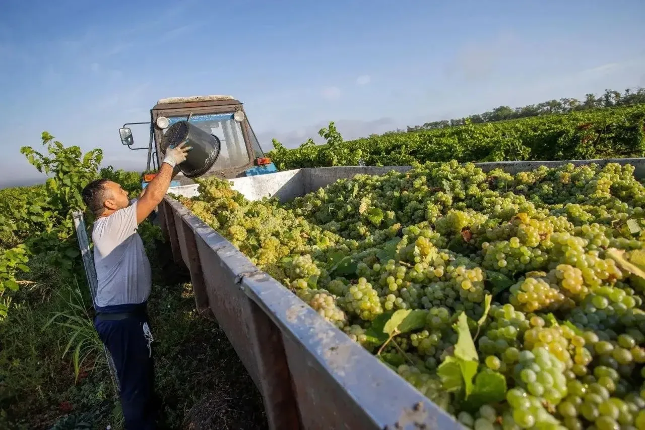 В Анапе продолжается сбор винограда 🍇