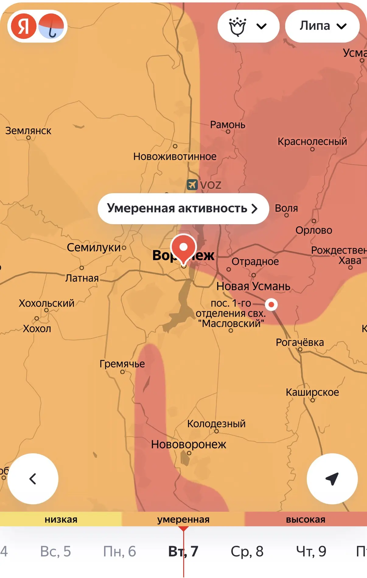 🤧 Липа, сорняки, полынь и злаки одновременно цветут в Воронеже