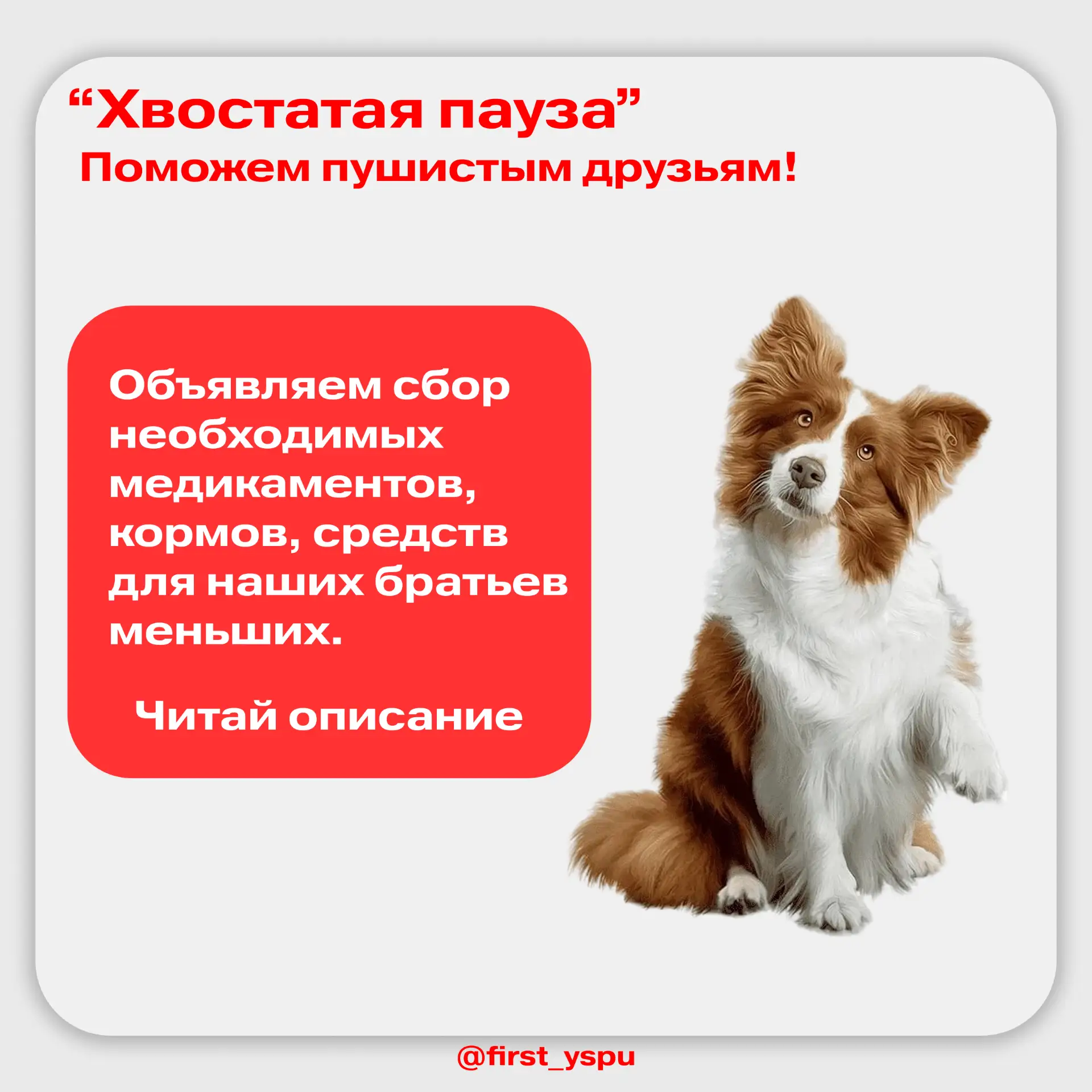 🤝 Поможем приюту «Вита» вместе!