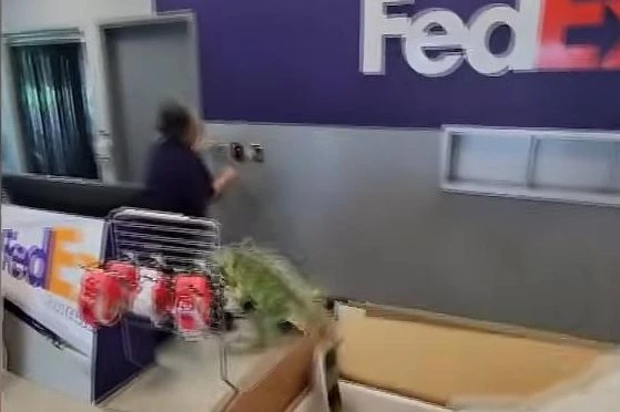В отделении FedEX в Теннесси крупная игуана выпрыгнула из коробки и пробежала через зал, заставив со