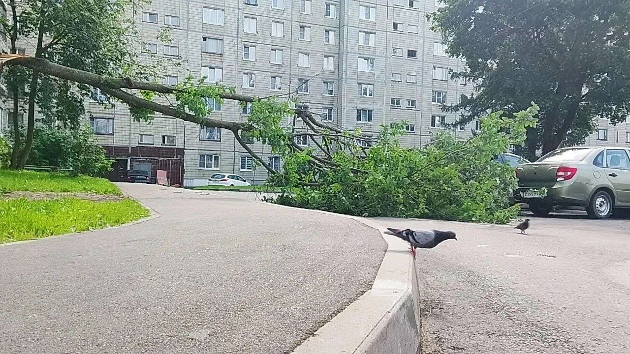Деревопад после урагана 😱