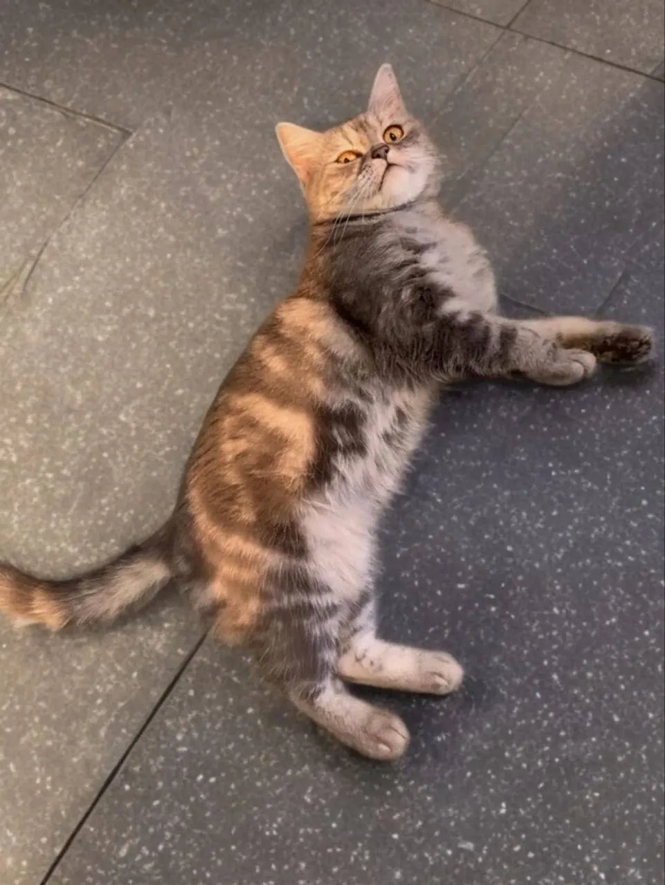 🐱 Ещё одна кошечка с улицы Менделеева ищет дом