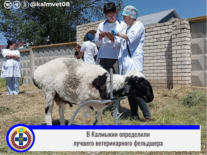 Накануне в Элисте на базе Калмыцкого государственного университета прошёл региональный ...