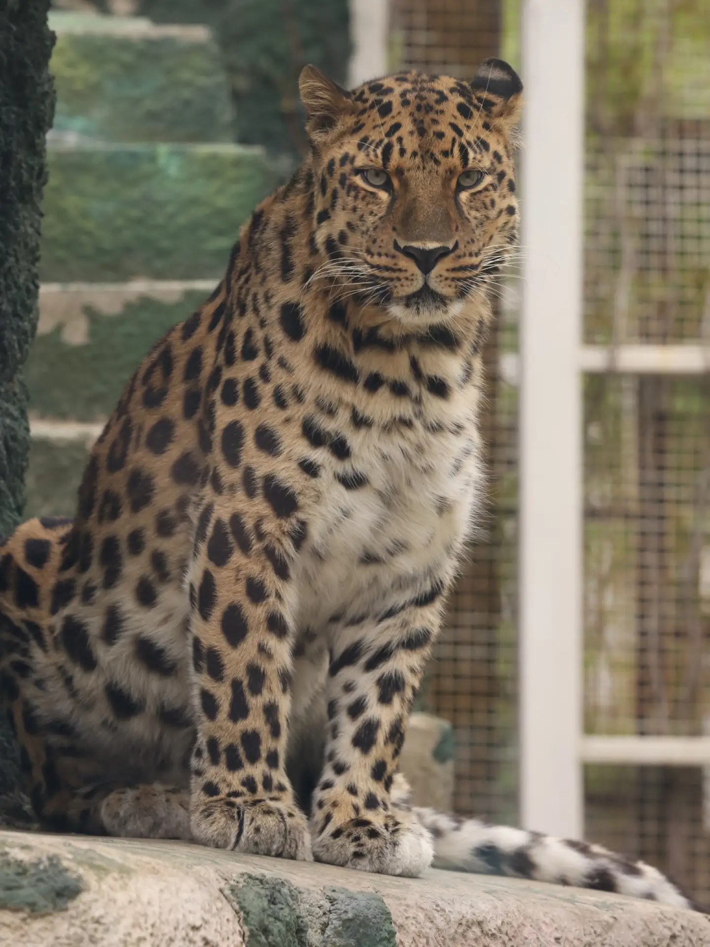 🐆Мизер позирует для крупного плана. Сначала — задумчивый взгляд, потом — лёгкая зевота, и вот она, 