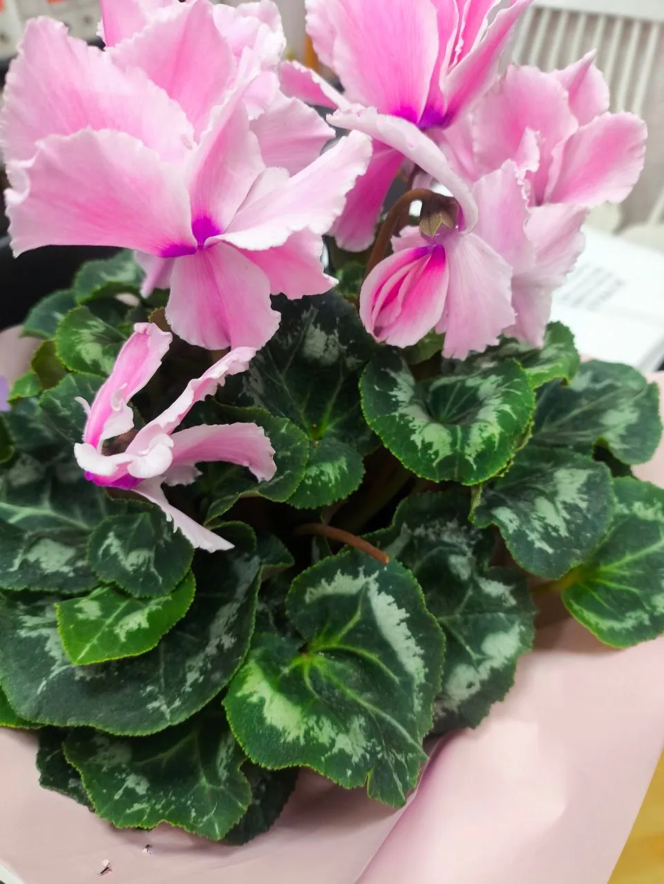 С 8 Марта, наши дорогие женщины Прогимназии! 🌷💐Дорогие наши, любимые, прекрасные женщ...