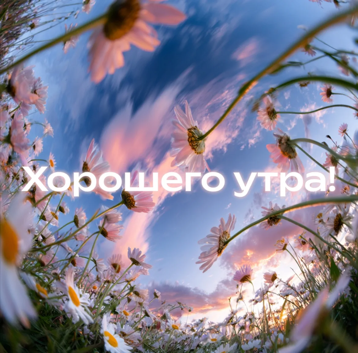 Доброе утро, дорогие подписчики 🌺