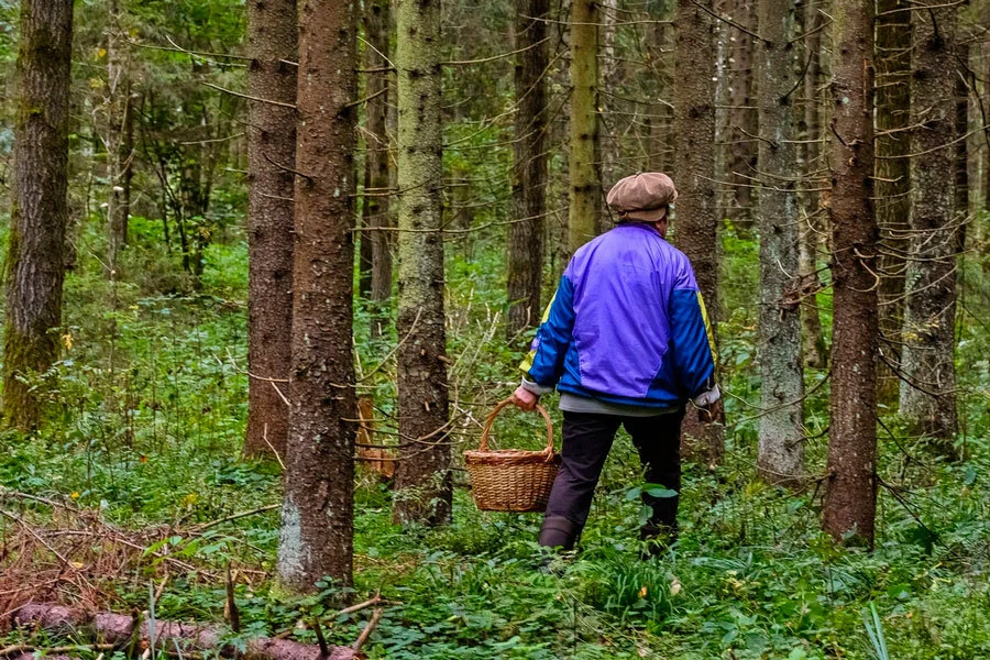 В Прионежском районе спасатели нашли 86-летнюю женщину, заблудившуюся в лесу