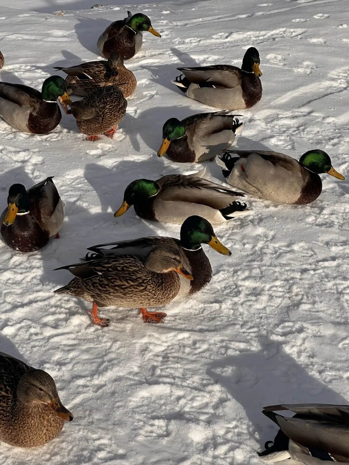 🦆 Друзья, поговорим о тех, кто остался зимовать в городе рядом с нами?  Утки на Клязьме — наша общая