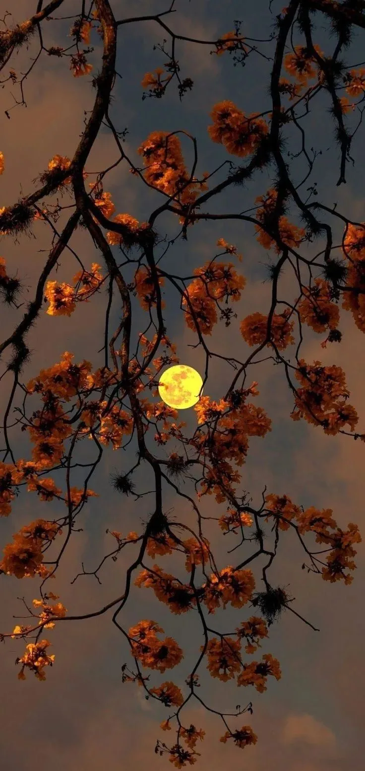 Я тут насобирала красивых картинок осенних. 🍂