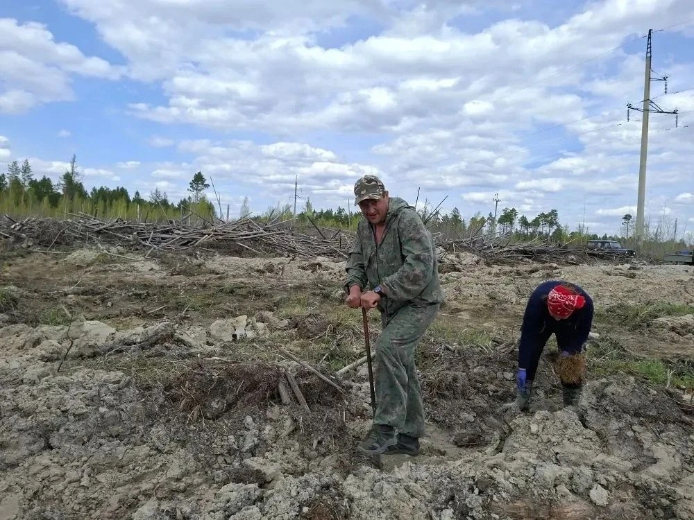 На лесокультурной площади вблизи д. Борки, сотрудники лесничества проводят посадки лесных культур се