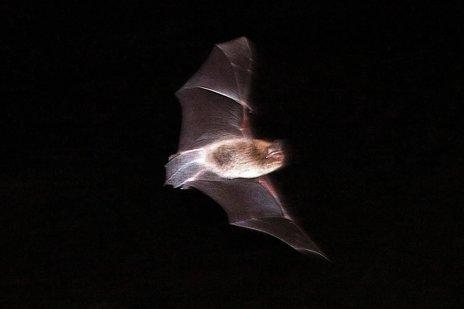 🦇🎉 Летучие мыши отмечают праздник
