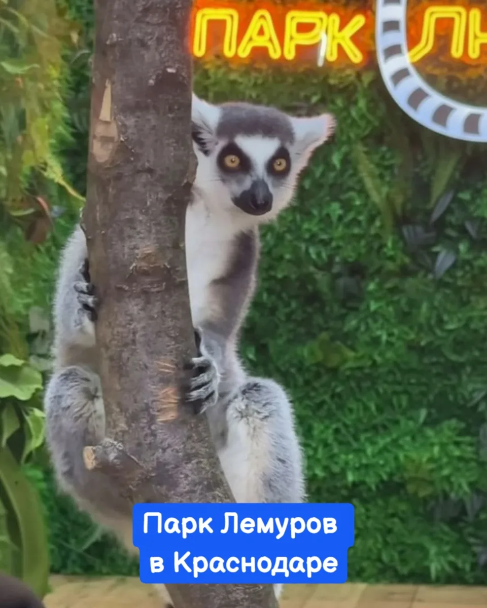 🔔ежедневно с 10:00 до 20:00, рядом с ТРК "Галактика" ул. Уральская 98/11

Стоимость билета: взрос