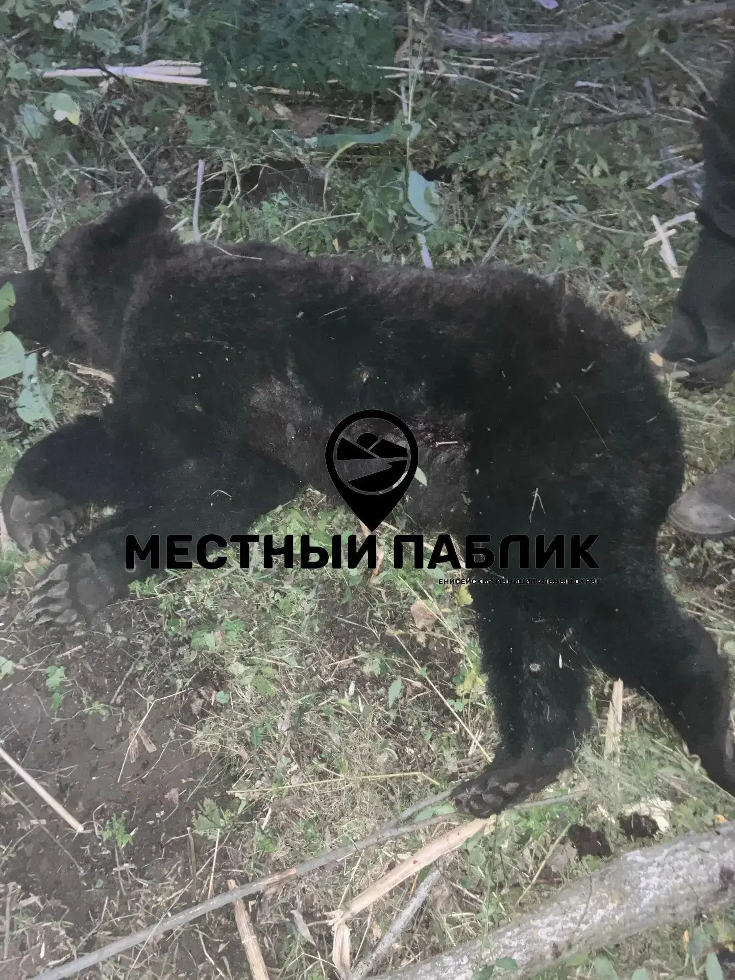 За неделю было остановлено навсегда 28 медведей!
