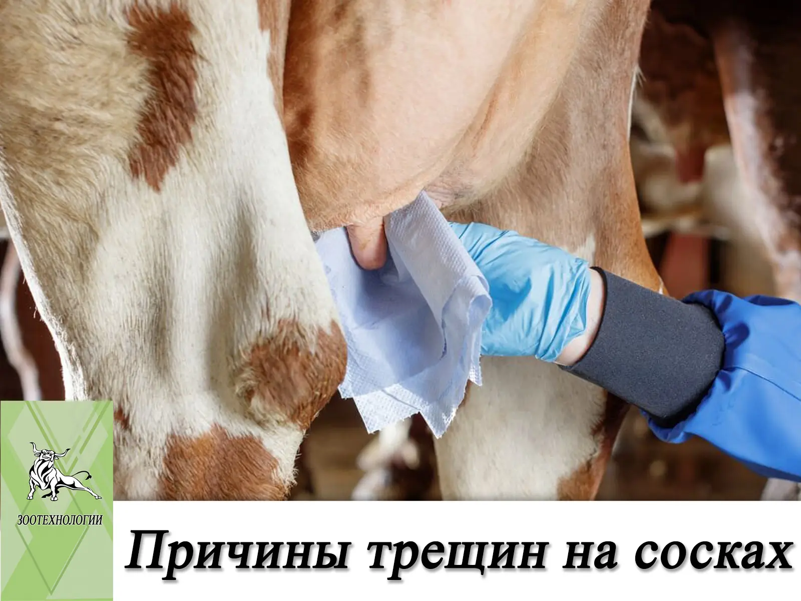 Почему появляются трещины сосков? Разбор причин